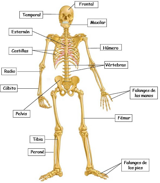 El Cuerpo Humano Los Huesos